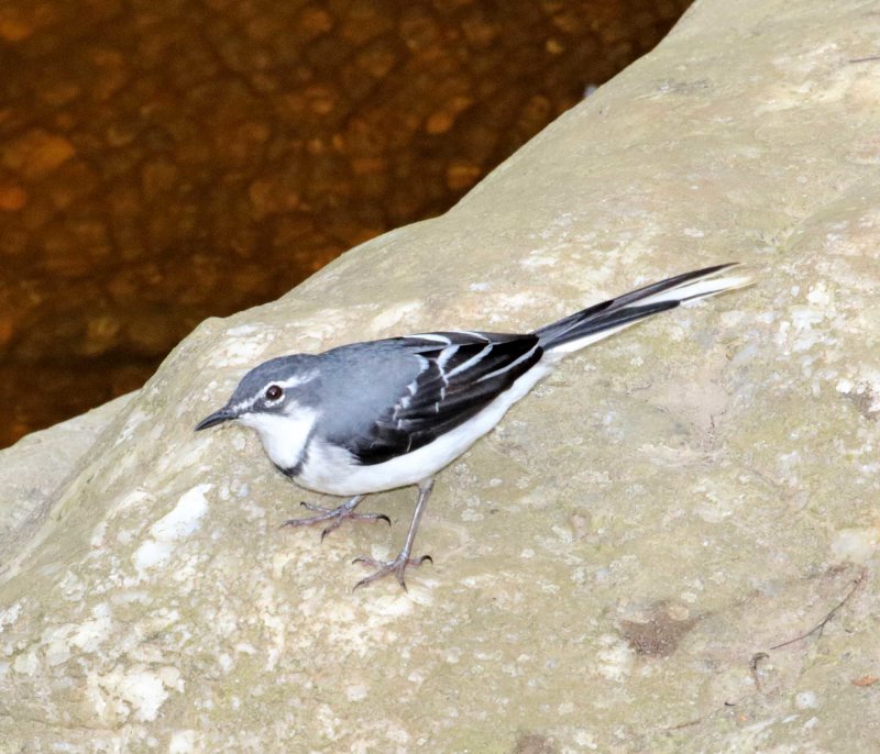 Mountain Wagtail_3907.jpg