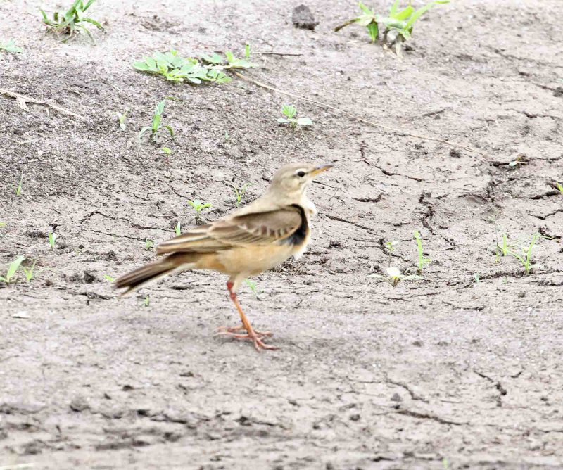 Plain-backed Pipit_5173.jpg