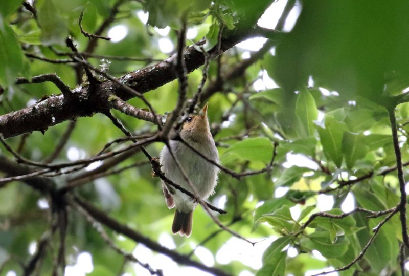 Red-faced Woodland Warbler_3291.jpg