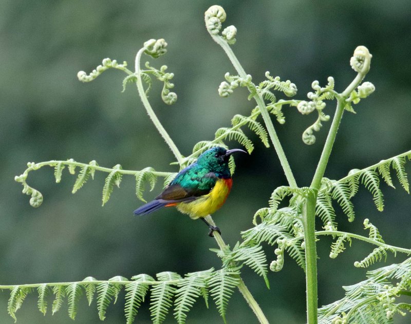 Regal Sunbird - male_3620.jpg