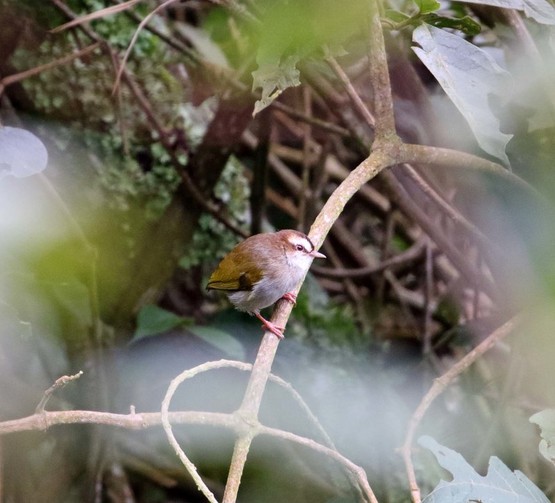 White-browed Crombec_3383.jpg