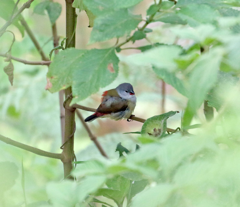 Yellow-bellied Waxbill_2970.jpg