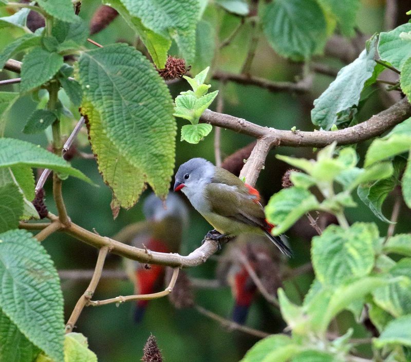 Yellow-bellied Waxbill_3062.jpg
