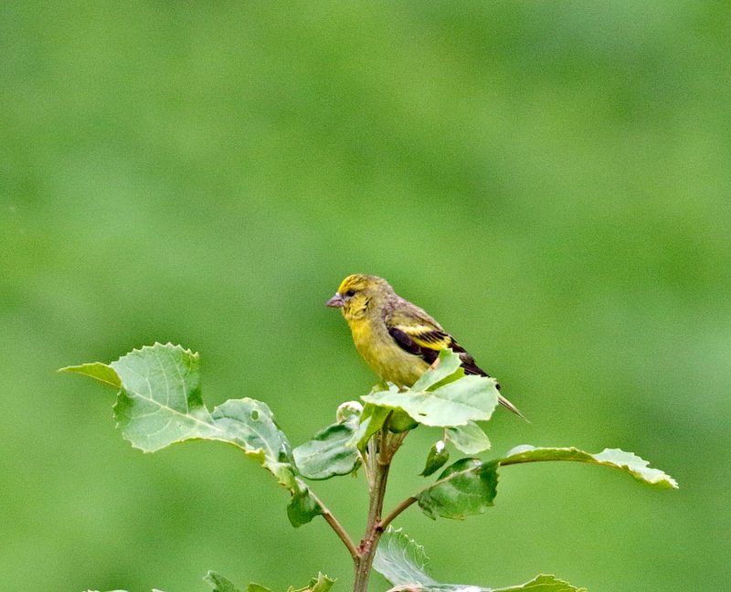 Yellow-crowned Canary - male_3022.jpg