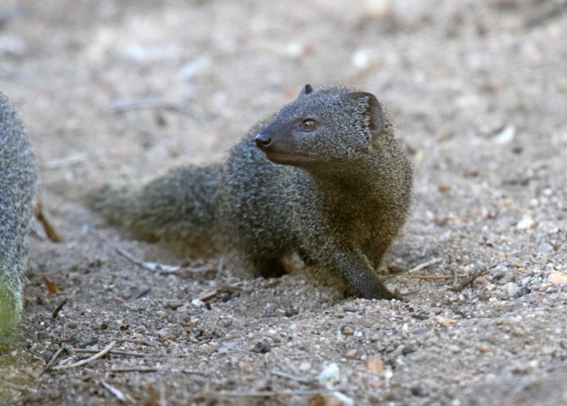 Cape Gray Mongoose_9249.jpg