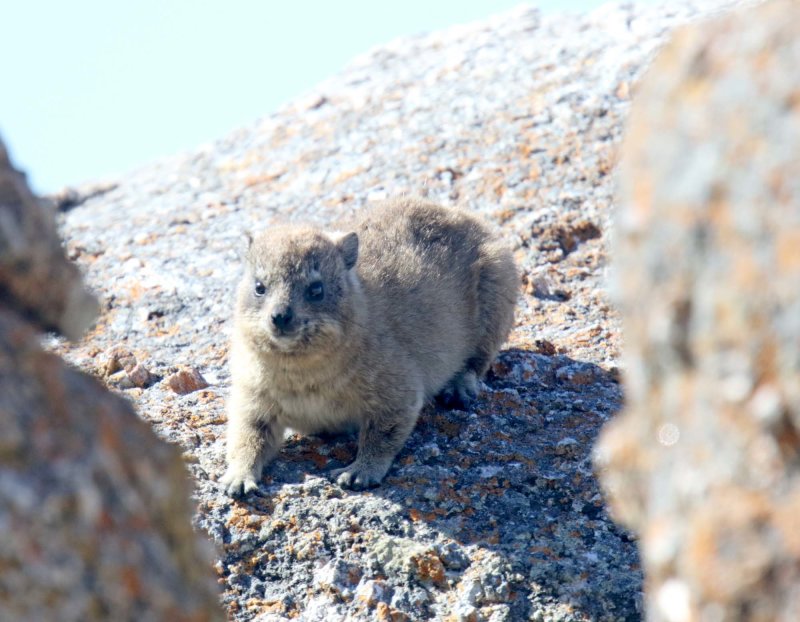 Rock Hyrax_8480.jpg