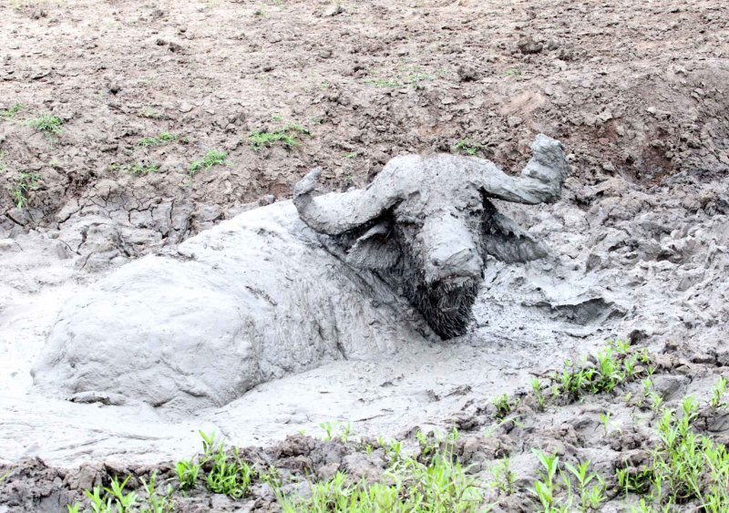 African Buffalo_5350.jpg