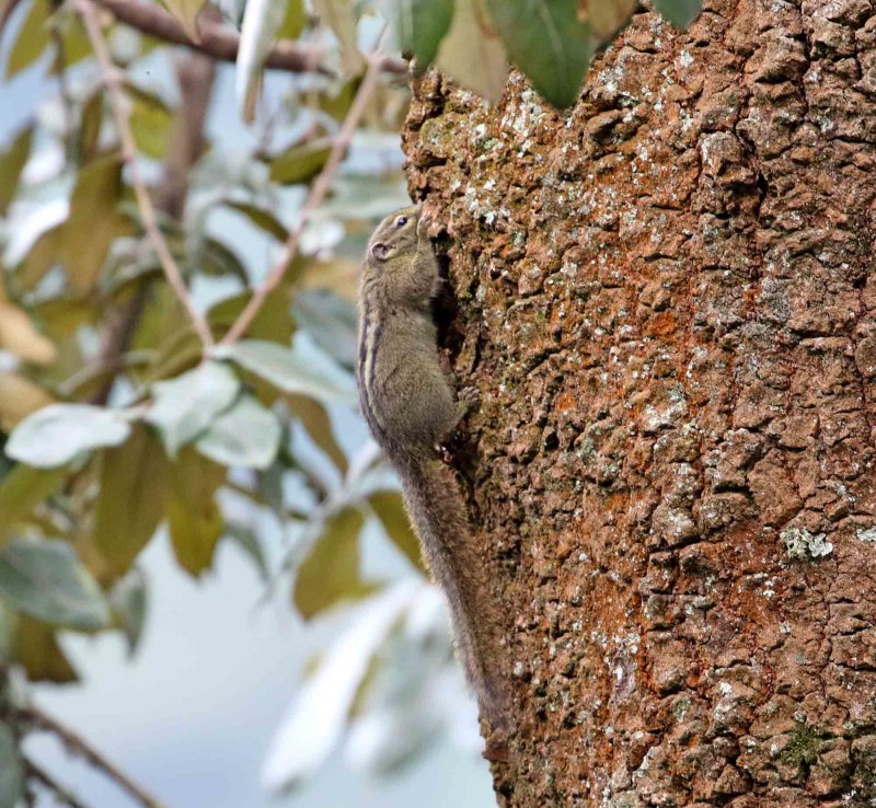 Boehms Bush Squirrel_3260.jpg