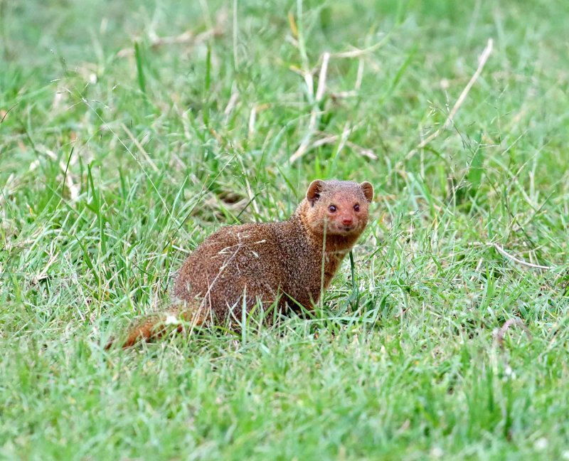Common Dwarf Mongoose_4777.jpg