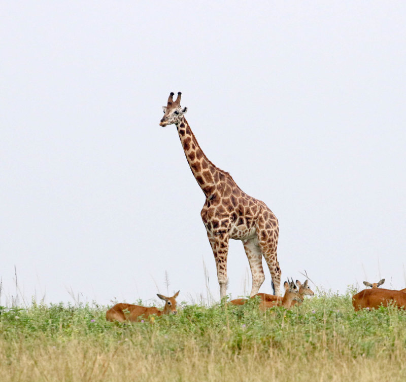 Northern Giraffe_6275.jpg