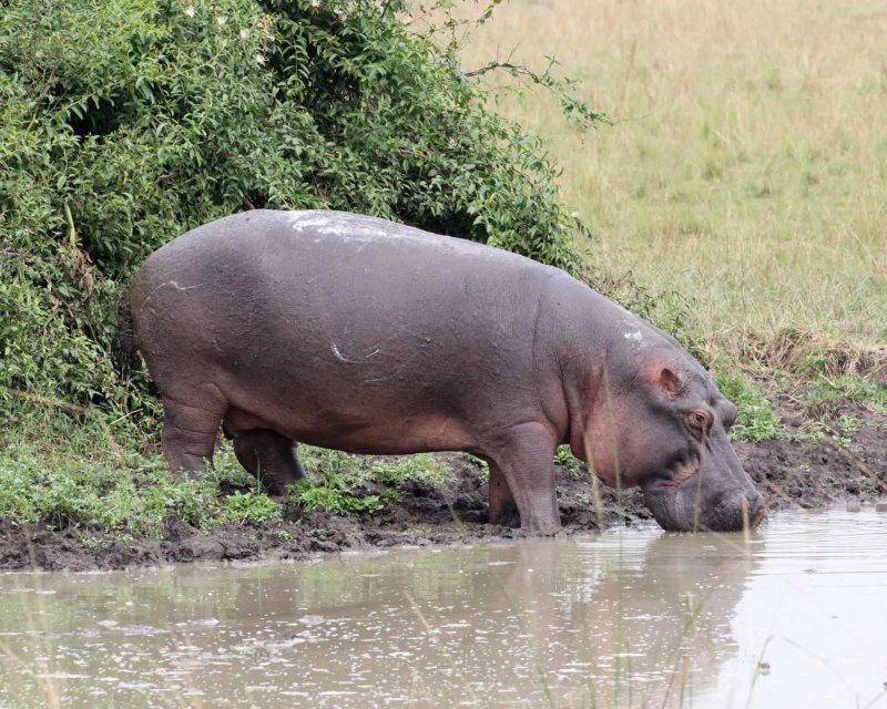 Common Hippopotamus_1431.jpg
