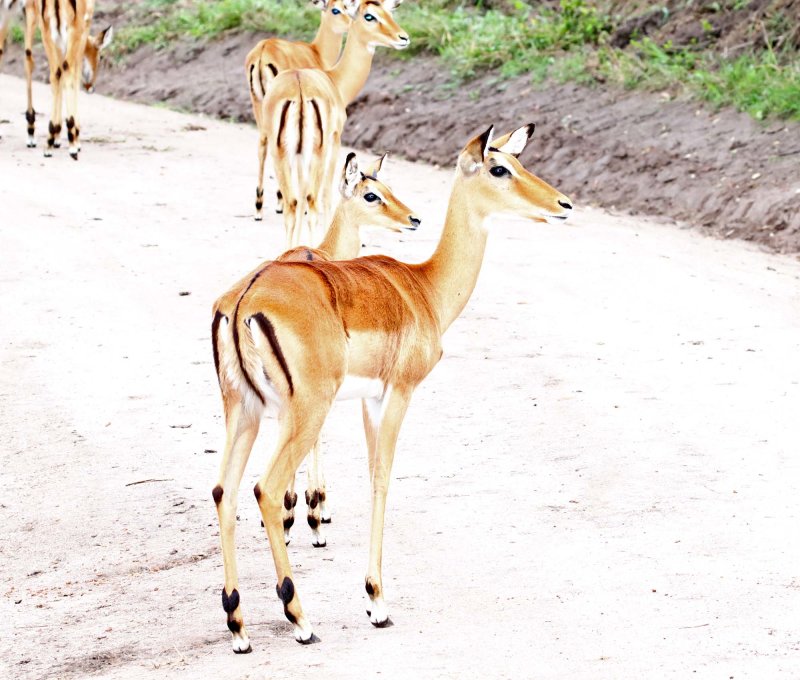 Impala - female_4937.jpg