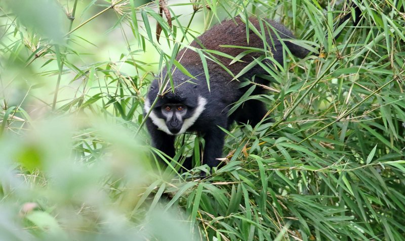 LHoests Monkey_3719.jpg