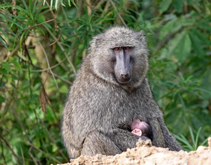 Olive Baboon_8429.jpg