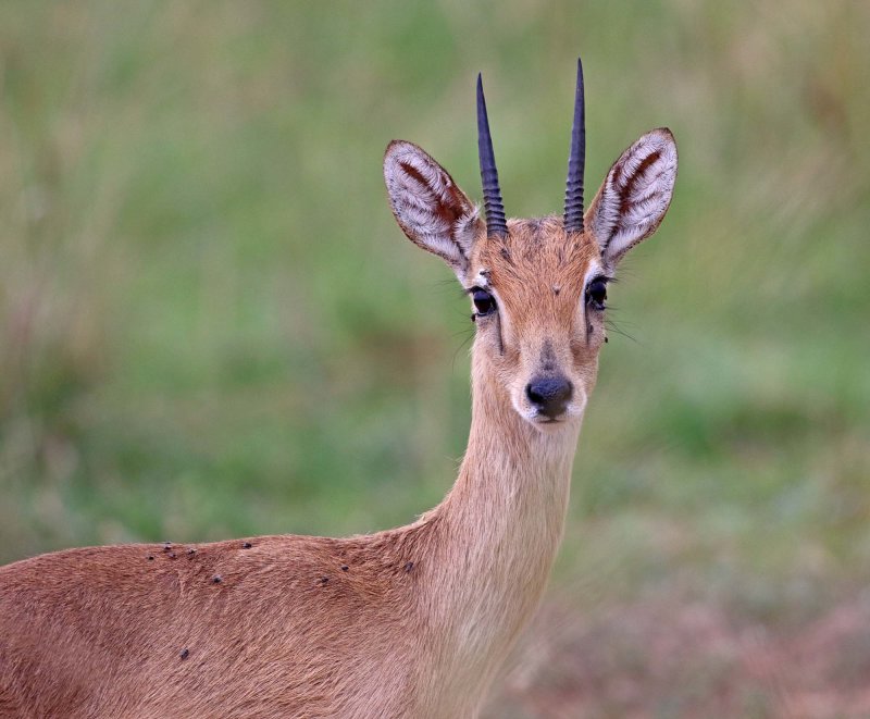 Oribi - male_6146.jpg