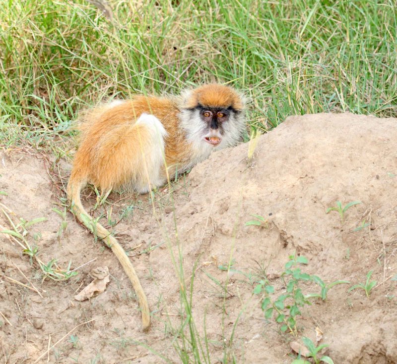 Patas Monkey baby_6973.jpg