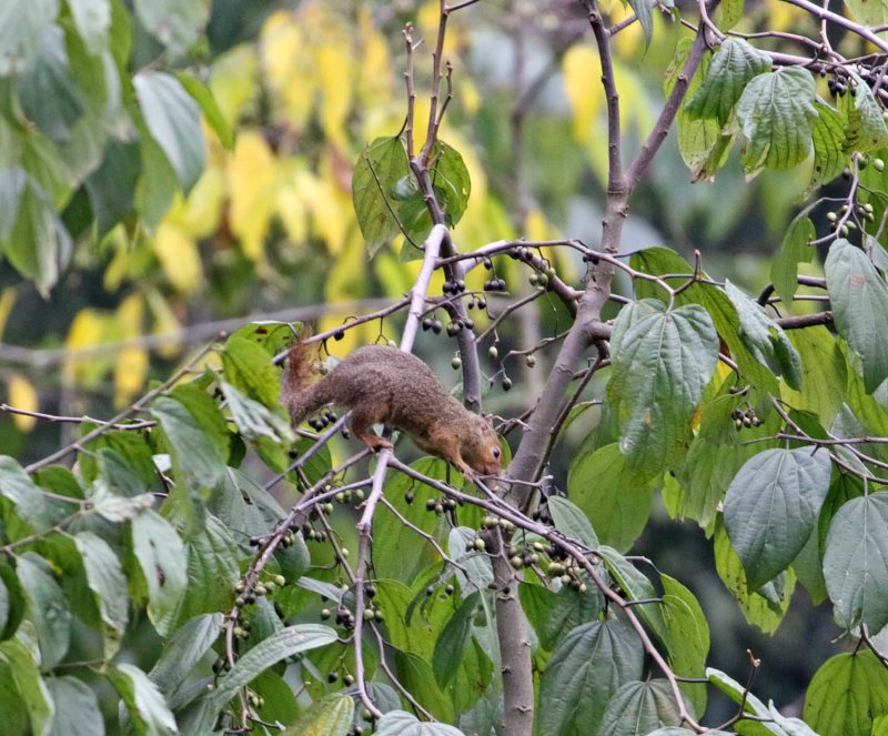 Red-legged Sun Squirrel_3126.jpg