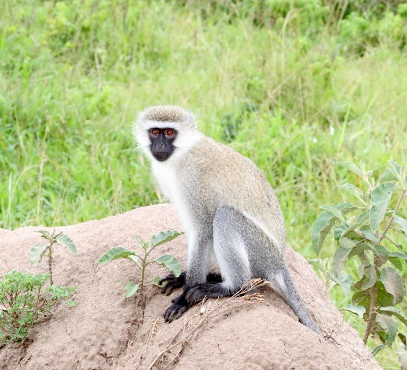 Vervet Monkey_5333.jpg