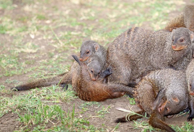 Banded Mongoose_0506.jpg