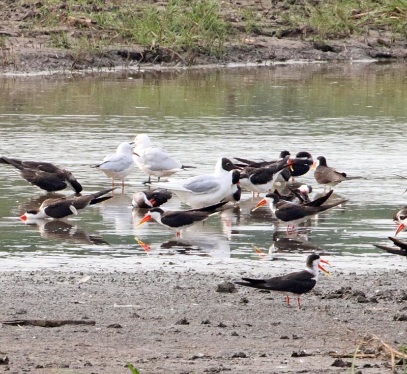 Black-headed Gull - breeding_8351.jpg