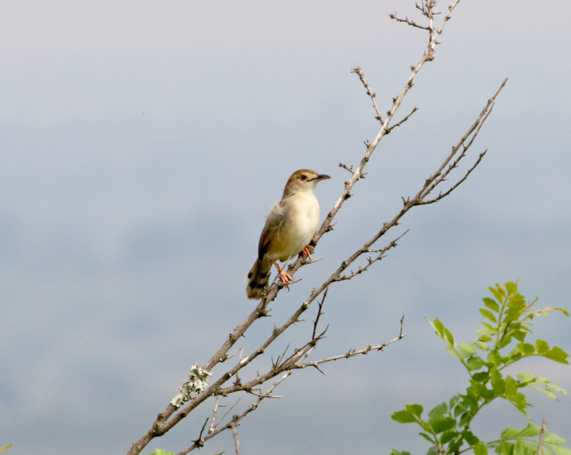 Croaking Cisticola_6898.jpg
