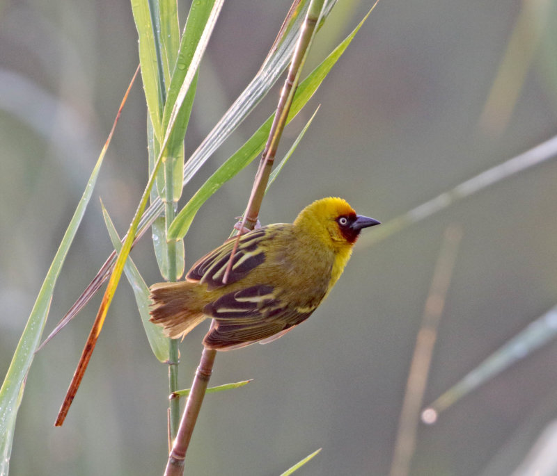 Northern Brown-throated Weaver - male_9812.jpg