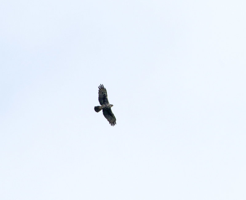 Ayres Hawk-Eagle_0152.jpg