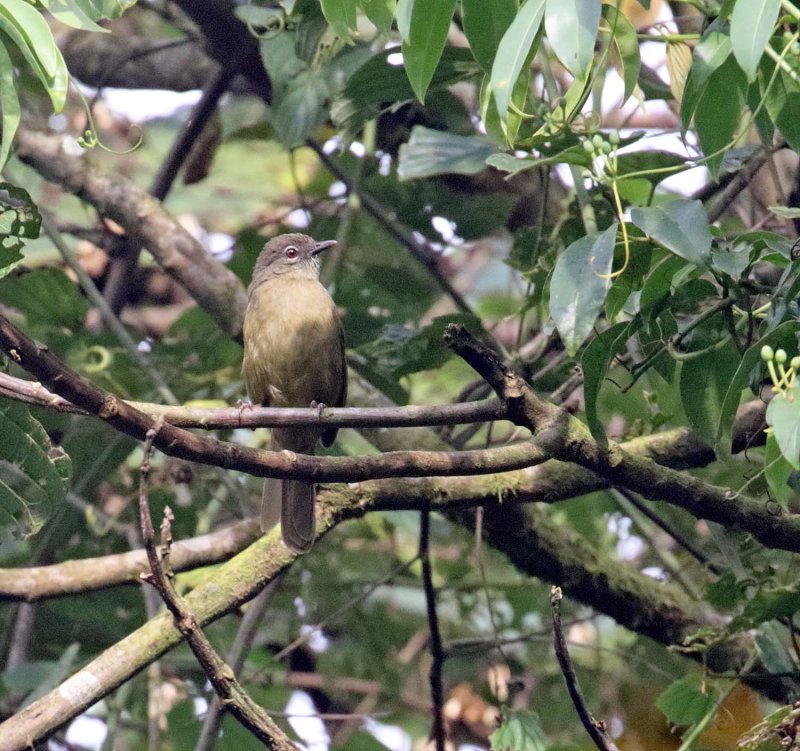 Plain Greenbul_2854.jpg