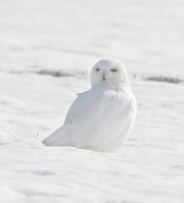Quebec - Snowy Owl_4245.jpg