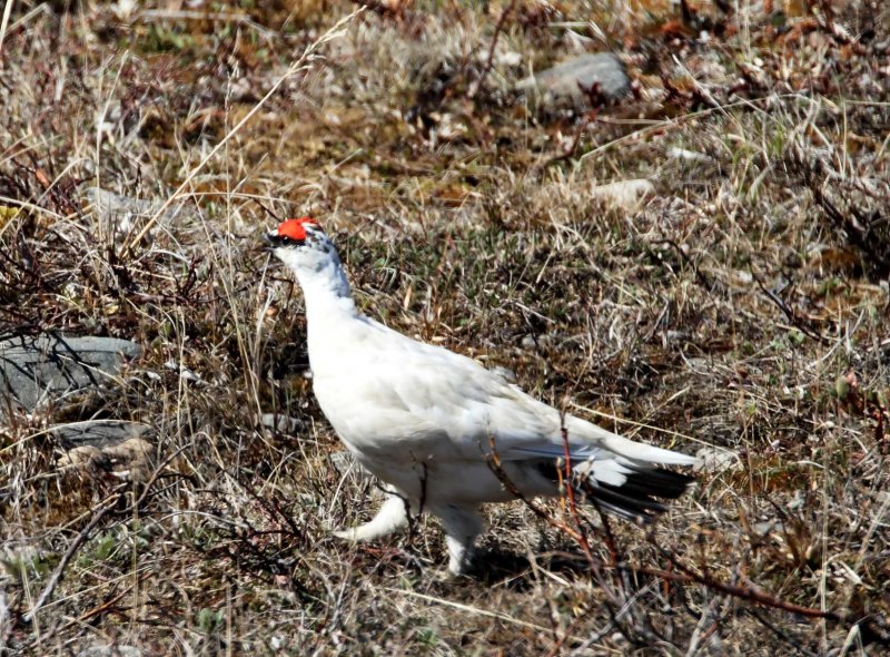 Nanuvit - Rock Ptarmigan - male winter_3643.jpg
