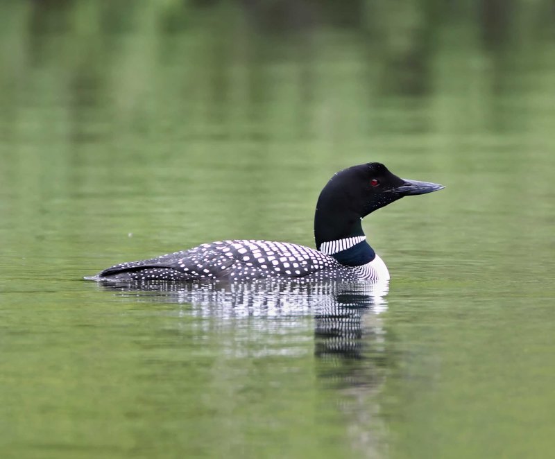 Ontario - Common Loon - breeding_7579.jpg