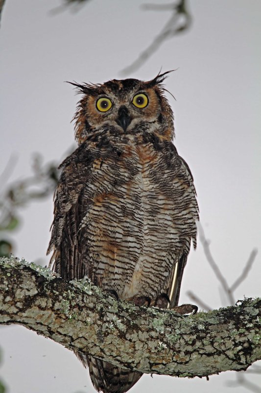 Alberta - Great Horned Owl_9583.jpg
