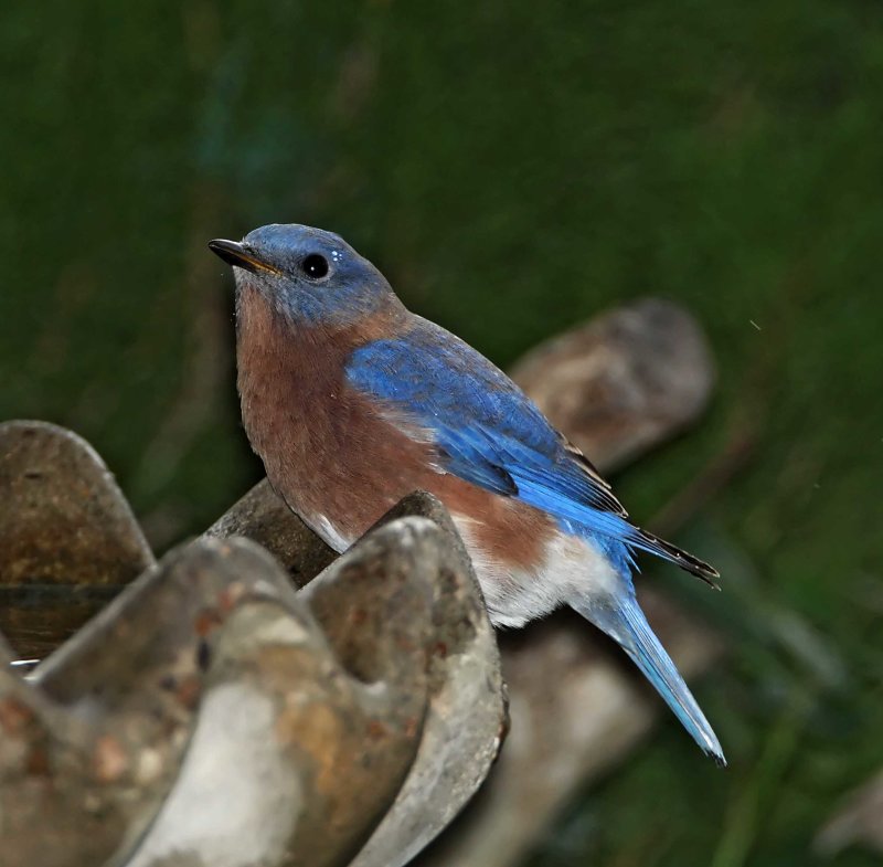 Missouri - Eastern Bluebird - male_3111.jpg