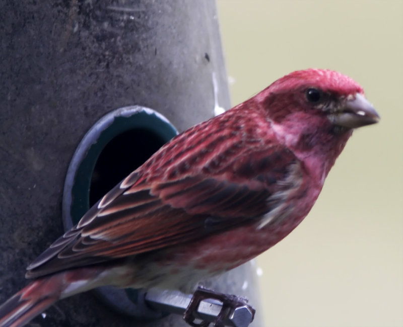 New Hampshire - Purple Finch - male_0015.jpg