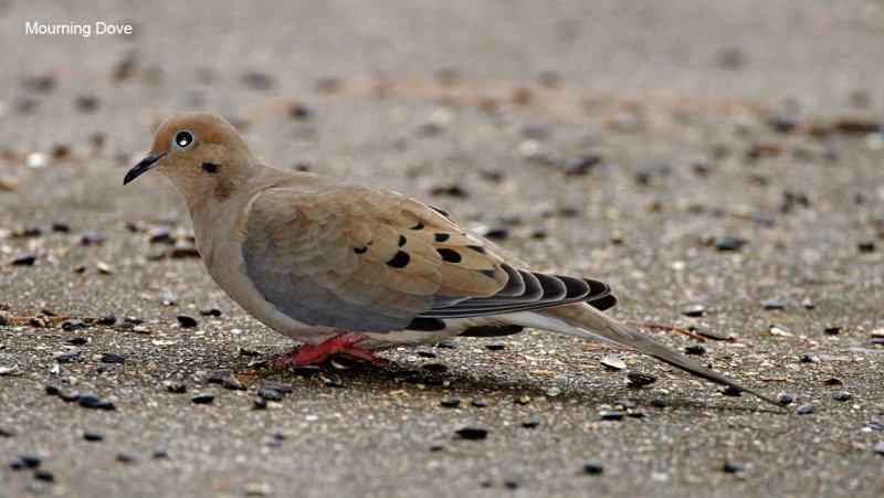 British Virgin Islands - Mourning Dove_2649.jpg