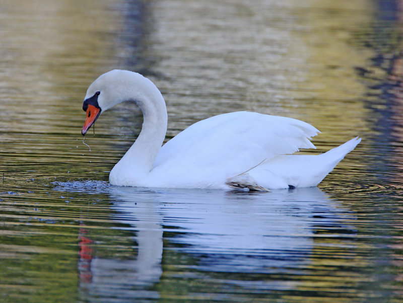 Denmark - Mute Swan_5163.jpg