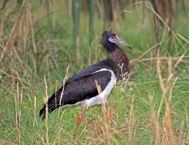 Eritrea - Abdims Stork_6163.jpg