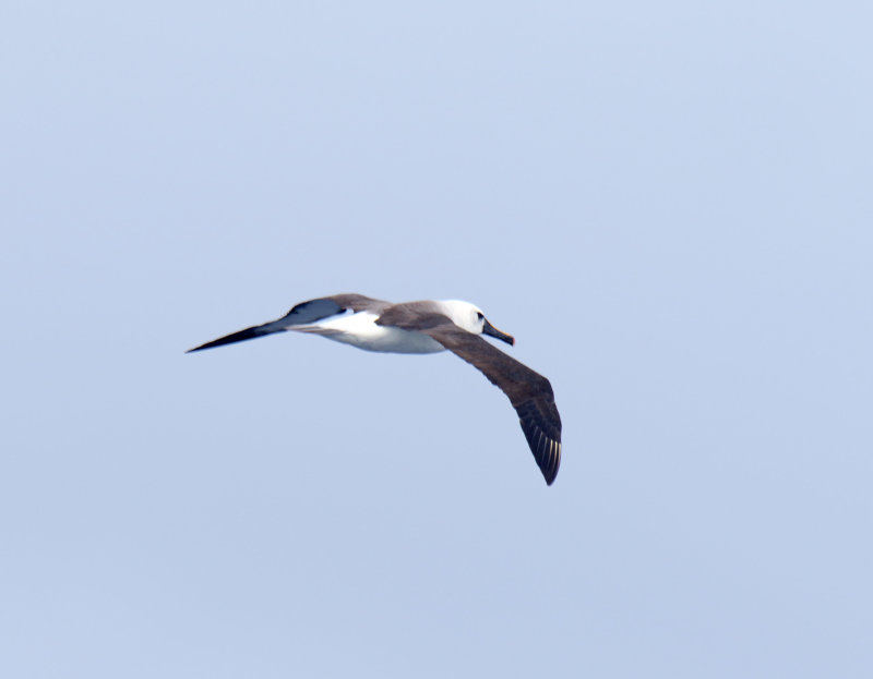 Atlantic Yellow-nosed Albatross_1621.jpg