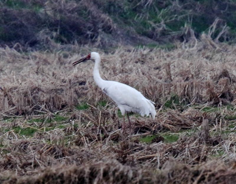 Siberian Crane_1255.jpg