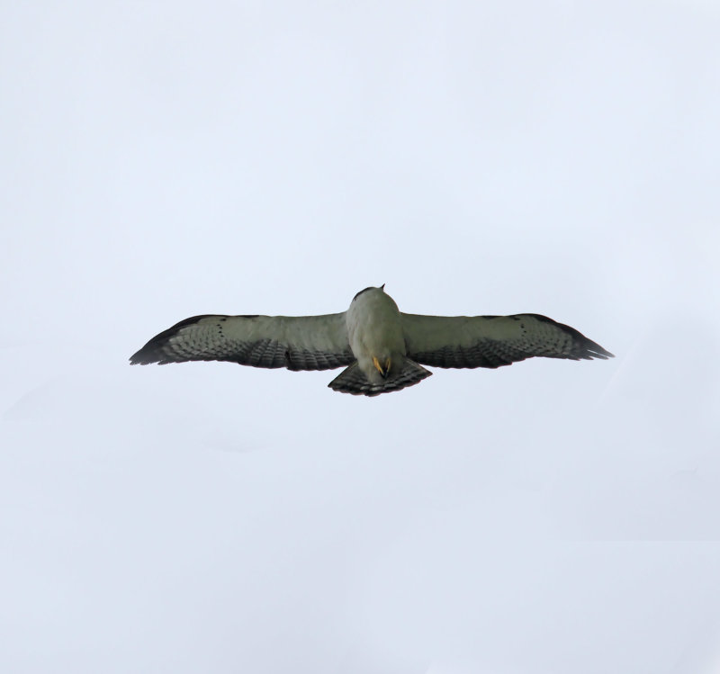 Gray-backed Hawk_5171.jpg