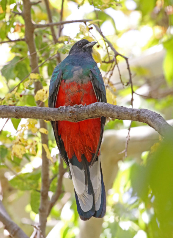 Eared Quetzal - male_7203.jpg