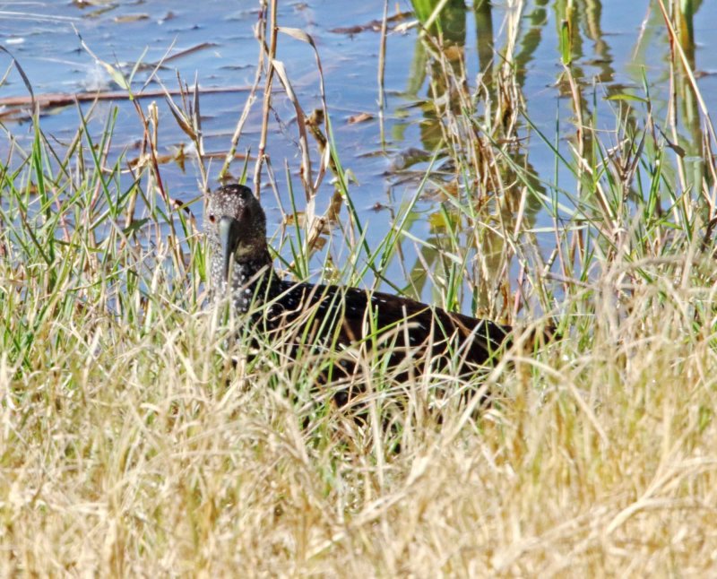 Spotted Rail_6356.jpg