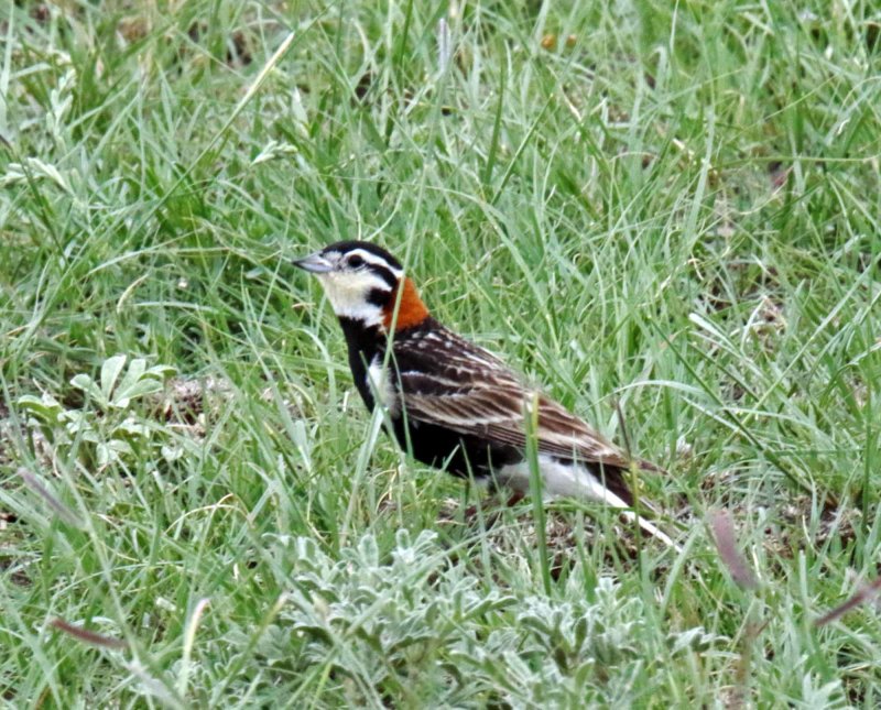 Chestnut-collared Longspur_7568.jpg