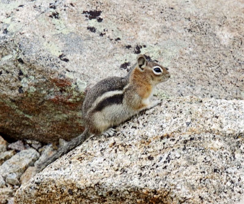 Golden-mantled Ground Squirrel_8387.jpg