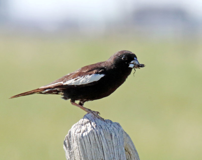 Lark Bunting - male breeding_7143.jpg