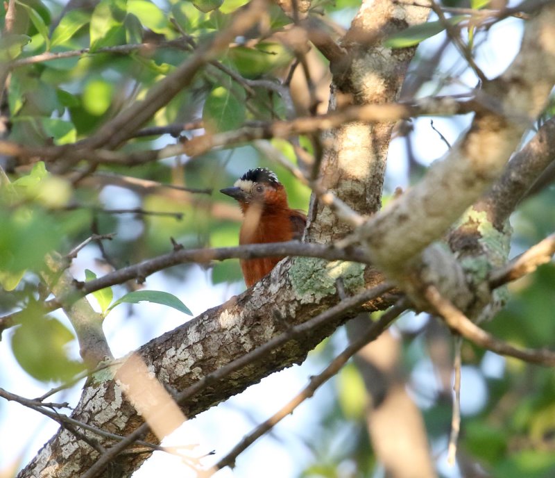 Chestnut Piculet_5502.jpg