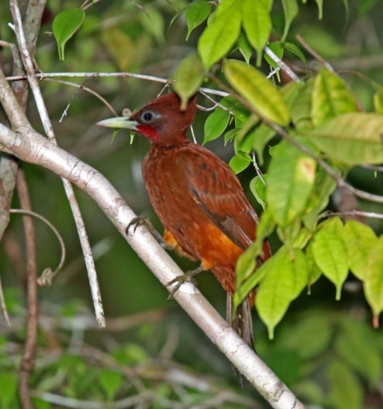 Chestnut Woodpecker - male_1765.jpg