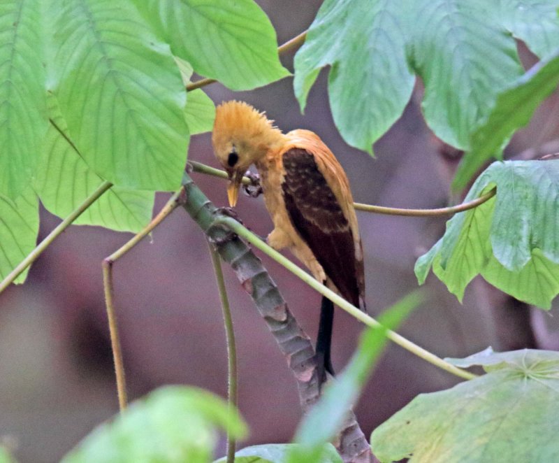 Cream-colored Woodpecker_9279.jpg