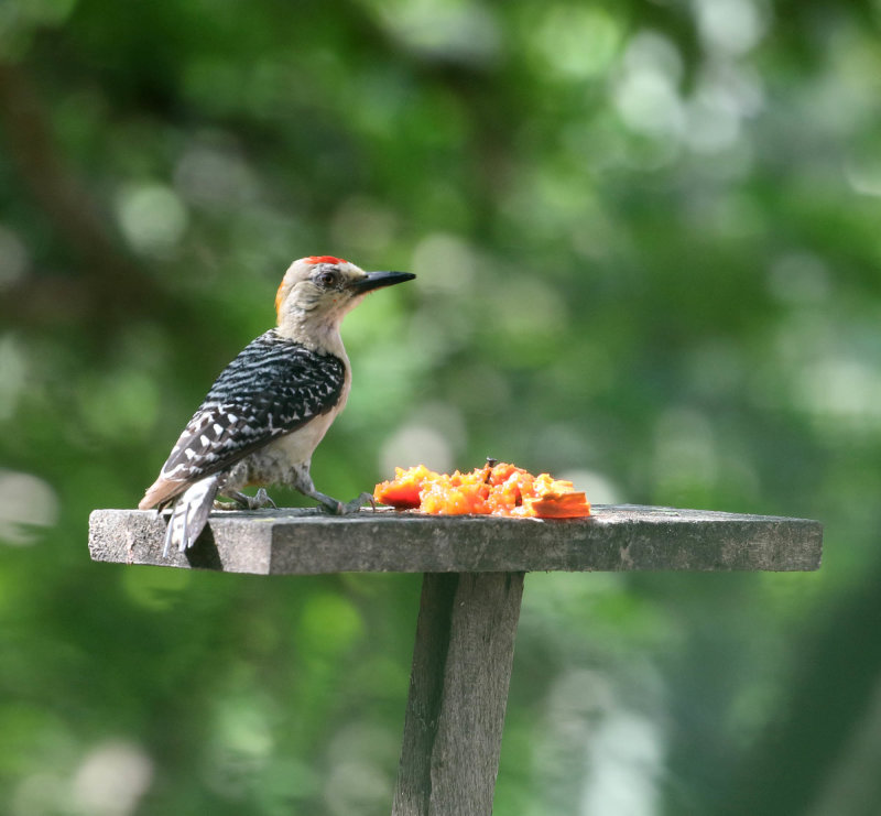 Red-crowned Woodpecker male_5809.jpg