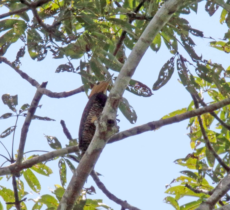 Ringed Woodpecker - female_1064.jpg